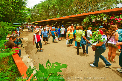 Festival de las Flores (evento) 2